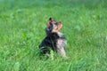 Puppy Yorkshire Terrier walking in the Park Royalty Free Stock Photo