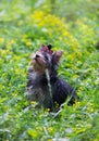 Puppy Yorkshire Terrier walking Royalty Free Stock Photo