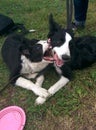 Puppys Border Collie in playing