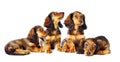 Puppys dachshund Royalty Free Stock Photo