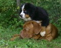 Puppys on a grass.