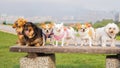 Puppys row in a row Royalty Free Stock Photo