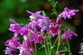 Close-up of Columbine flowers purple bloom in spring Royalty Free Stock Photo