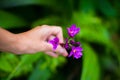 Puprle flower in the woman hand