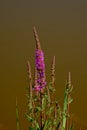 Purple loosetrife flower - Lythrum salicaria