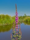 Purple loosetrife flower on the side of a pool - Lythrum salicaria