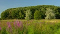 Purple loosetrife flowers, in a marsh landscape in Kalkense meersen nature reserve, Flanders