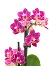 Puprple Orchid flower close up Royalty Free Stock Photo