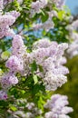 Puprple Sambucus flower in spring. Royalty Free Stock Photo