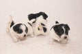 Pups 3,5 weeks old. Group of purebred very small Jack Russell Terrier baby dogs Royalty Free Stock Photo