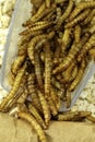 Mealworms, pur proteine in grain bag