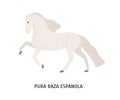 Pura Raza Espanola flat vector illustration. Thoroughbred spanish horse, andalusian equine, pedigree hoss. Beautiful