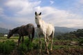 Portrait of two beautiful white and grey horses Royalty Free Stock Photo