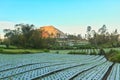 Green Onion Field and Clear Blue Sky near Batur Mountain in Bali, Indonesia Royalty Free Stock Photo