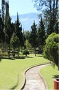 Pura Ulun Danu Bratan Neighborhood, Tall Tree in Forest, Bali, Indonesia - 23 June 2012. Royalty Free Stock Photo