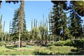 Pura Ulun Danu Bratan Neighborhood, Tall Tree in Forest, Bali, Indonesia - 23 June 2012. Royalty Free Stock Photo