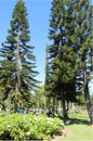 Pura Ulun Danu Bratan Neighborhood, Tall Tree in Forest, Bali, Indonesia - 23 June 2012. Royalty Free Stock Photo