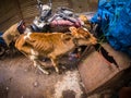 Purani delhi street and market or shops chandni chowk