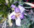 purble detail flower itapetinga summer Royalty Free Stock Photo