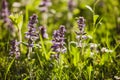 Purble flowers in sunlight on meadow Royalty Free Stock Photo