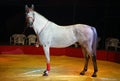 Pure Arabian dapple grey horse in dark stable