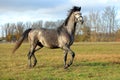 Pure Arabian dapple grey horse on training day on the autumn green field