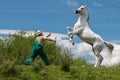 Pure Arabian white horse on training day on the green field