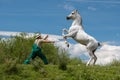 Pure Arabian white horse on training day with trainer Royalty Free Stock Photo