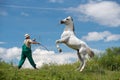 Pure Arabian white horse on training day with trainer Royalty Free Stock Photo