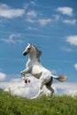 Pure Arabian white horse on training day vertical shoot