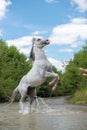 Pure Arabian white horse on training day on water