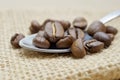 pure arabica  roasted coffee beans Royalty Free Stock Photo