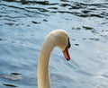 Swan is swimming. Romantic portrait against the lake