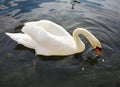 swan is swimming on the lake. Romantic portrait