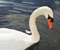 swan is swimming. Romantic portrait