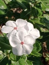 Pure, beautiful white flowers are worth cherishing and taking care of.