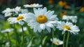 Pure Beauty: A Close-Up of a White Daisy, Symbolizing Innocence, Purity, and Serenity