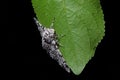 Detailed macro shows body patterning of a peppered moth, and the vein structure of a deep green leaf