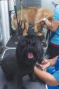 A pure black shih tzu and orange chow chow being groomed at a pet salon and spa