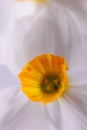 Pure blossom Amaryllidaceae flower in macro