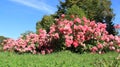 Pure. Blossom Sweet Pink Roses With Green Grass And Warm Sunlight