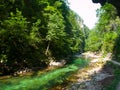 Pure blue water of Radovna river in Vintgar Gorge. Natural waterfalls, pools and rapids and tourist path. Slovenia