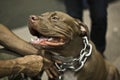 Close portrait of American pitbull smiling