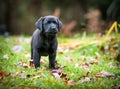 Pure Bred Black Labrador Retriever Puppy