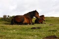 Pure Bred Dartmoor Mare & Foal Royalty Free Stock Photo