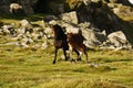 Pure Bred Dartmoor Mare & Foal Royalty Free Stock Photo