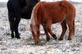 The Pure Bred Dartmoor Pony Royalty Free Stock Photo