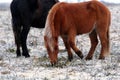 The Pure Bred Dartmoor Pony