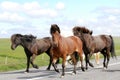 Pure bred Iceland wild ponies being rounded up.