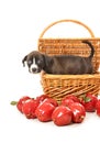 Pure bred pit bull puppy in basket with apples